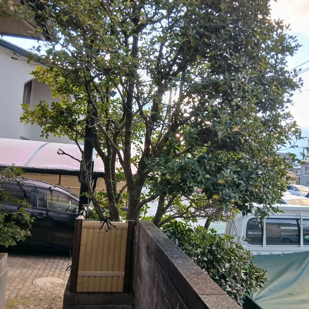 【不用品回収事例】庭木の伐採とエアコン撤去まとめて対応💪